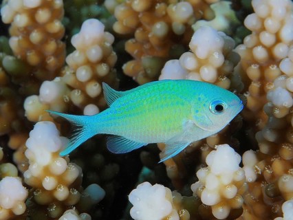 Green Chromis (Chromis viridis)
