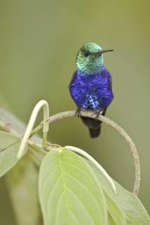 Violet-bellied Hummingbird (Juliamyia julie), Ecuador