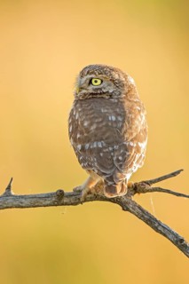 Little Owl (Athene noctua) perched on a branch, Hungary