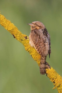 Eurasian Wryneck (Jynx torquilla) perched on a lichen branch, Poland