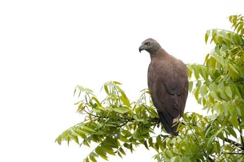 Grey-headed Fish Eagle (Icthyophaga ichthyaetus) perched on a leafy treetop, Sreepur, Gazipur,