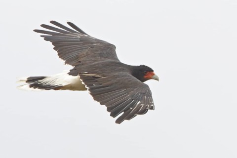 Mountain Caracara (Phalcoboenus megalopterus) in flight in Bolivia, South America