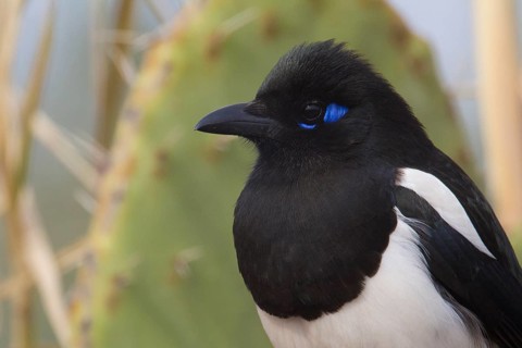 Eurasian Magpie (Pica pica mauritanica), Morocco