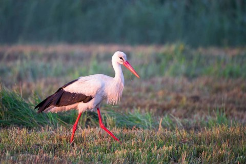 White Stork (Ciconia ciconia) foraging, Mecklenburg-Western Pomerania, Germany