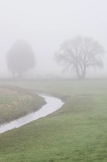 Trees, sycamore maple (Acer pseudoplatanus) and oak (Quercus robur) in the fog by a stream,