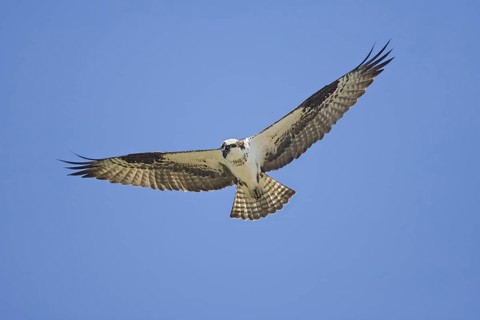 Osprey Pandion haliaetus San Blas, Nayarit, Mexico 28 March Adult ACCIPITRIDAE