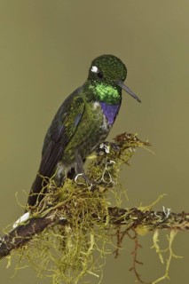 Purple-bibbed Whitetip (Urosticte benjamini), Ecuador