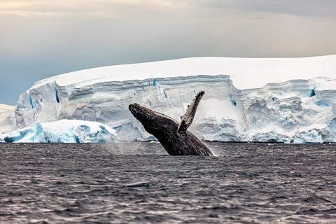 A whale emerges powerfully from the water against the backdrop of a snowy ice world, humpback whale