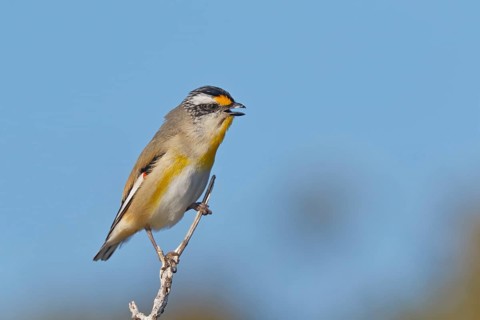 Striated Pardalote (Pardalotus striatus) singing, perched on a branch, South Australia, Australia