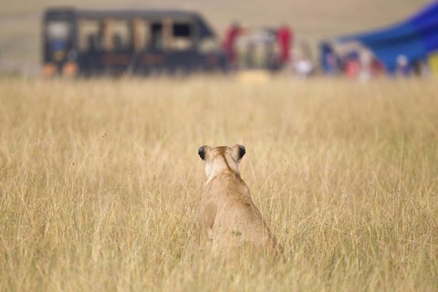 African Lion (Panthera leo) adult female alone in grassland looking at Safari campsite, Masai Mara,