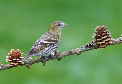 Carduelis spinus