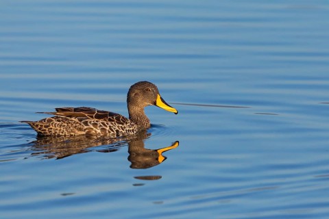 Yellow-billed Duck, (Anas undulata) . Animals, Birds, Ducks, Ducks, False Bay Nature Reserve Stran,