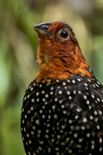 Ocellated Tapaculo (Acropternis orthonyx) perched on a branch in Colombia, South America