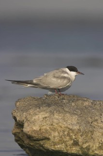 Common Tern (Sterna hirundo), Ontario, Canada