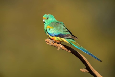 Mulga Parrot (Psephotellus varius) male perched on a branch, Queensland, Australia