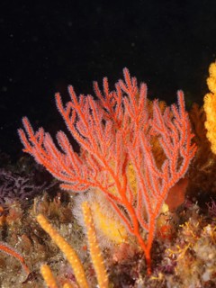 Palmate sea fans (Leptogorgia sp)