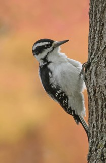 Hairy Woodpecker (Leuconotopicus villosus) female, Saskatchewan, Canada