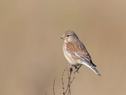 Common Linnet (Linaria cannabina) male, United Kingdom