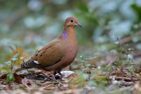 Zenaida Dove (Zenaida aurita) perched on the ground in Cuba