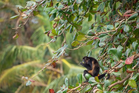 Mantled howler monkey (Alouatta palliata) sitting on branch and eating a tropical almond.