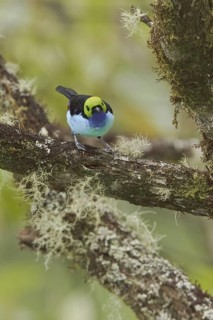 Paradise Tanager (Tangara chilensis), Ecuador