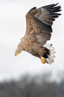 White-tailed Eagle (Haliaeetus albicilla) landing, Poland