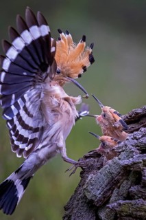 Eurasian Hoopoe (Upupa epops) feeding chicks in breeding cavity, Saxony-Anhalt, Germany