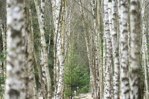 Birch forest as a natural burial grave site, Hofgeismar, Weser Uplands, Weserbergland, Hesse,