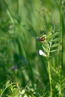Ladybirds in a meadow in spring, Germany