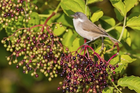 Warbler, (Sylvia curruca), animals, birds, warbler family, sits, tree, elderberries, biotope,