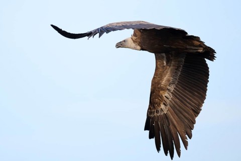 A Griffon Vulture soars elegantly over Alicante, Spain, displaying its large wingspan and powerful