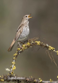 Hermit Thrush (Catharus guttatus) singing, California, USA