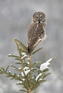 Great Grey Owl (Strix nebulosa), Alaska, USA
