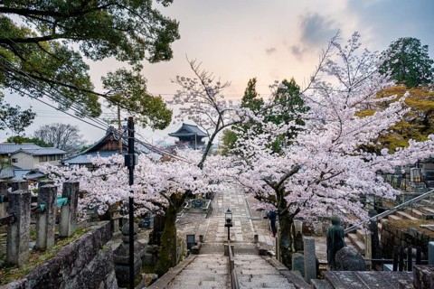 Cemetery and cherry blossom at sunset, Konkai-Komyoji Temple, Kurodanicho, Kyoto, Japan