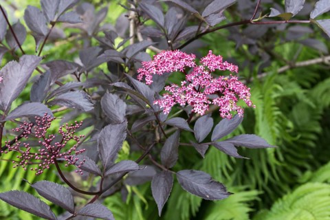 Red-leaved elderberry (Sambucus nigra BLACK BEAUTY), Botanic Garden, Sweden