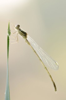 Willow emerald damselfly (Chalcolestes viridis) freshly hatched male, North Rhine-Westphalia,