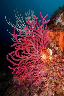 Violescent sea-whip (Paramuricea clavata) in a living reef, dive site Peninsula Giens,