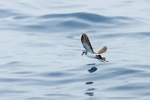 White-faced Storm Petrel (Pelagodroma marina) flying, Victoria, Australia