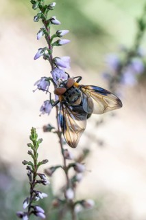 Shiny wedge-spotted hoverfly (Eristalis rupium), Emsland, Lower Saxony, Germany