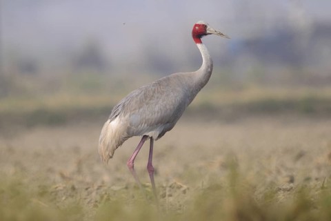 Sarus Crane (Antigone antigone), Keoladeo National Park, India