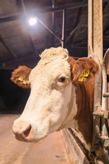 Close-up of a brown and white cow in a barn under lighting, Haselstaller Hof, Gechingen, Calw