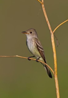 Willow Flycatcher (Empidonax traillii), Ohio, USA