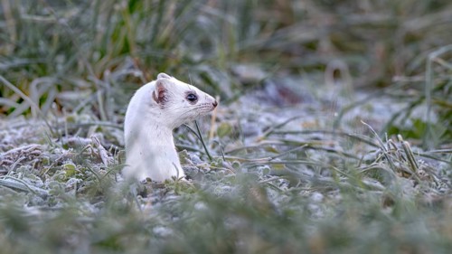 Ermine (Mustela erminea), in winter fur, Münster, Tyrol, Austria