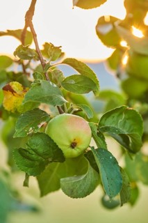 Apple (malus) fruits hanging on a tree at sunrise, Upper Palatinate, Bavaria, Germany