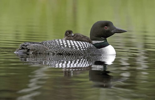 Great Northern Loon (Gavia immer) female, with chick, British Columbia, Canada