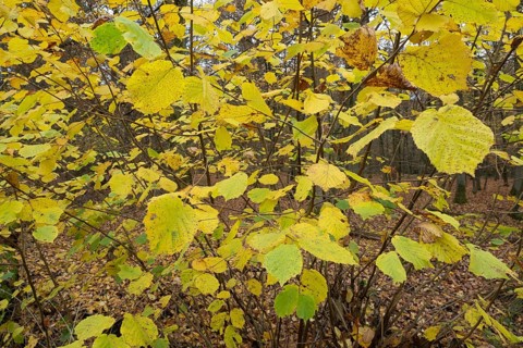 Common hazel (Corylus avellana), leaves turning yellow in autumn, Lower Saxony, Germany
