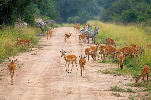Impalas (Aepyceros) on a sandy track, also zebras in the background, Akagera National Park or