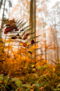 Single fern in autumnal colours surrounded by autumnal forest foliage, Gechingen, Black Forest,