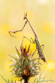 Captivating macro photo of an Empusa pennata, commonly known as a stick mantis, gracefully perched