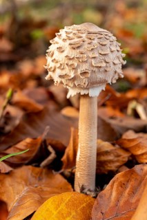 An umbrella mushroom (Macrolepiota procera) standing among brown autumn leaves, Weserbergland,